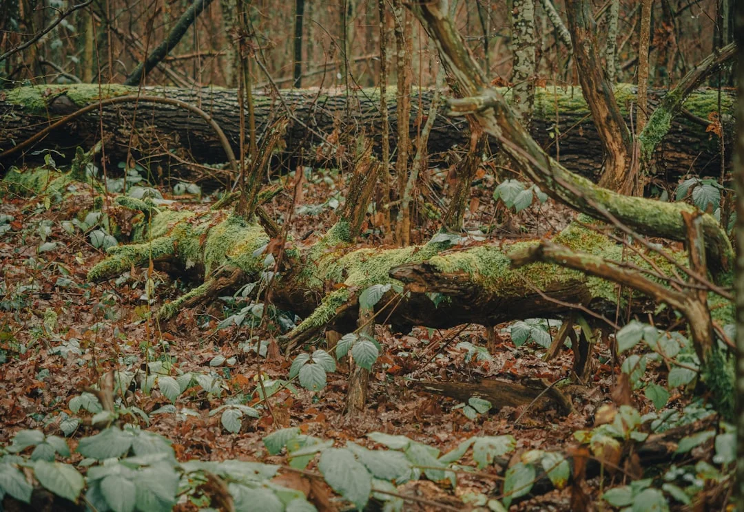 Bellagio Welcomes World-Renowned Alinea  - scenic view and landmarks