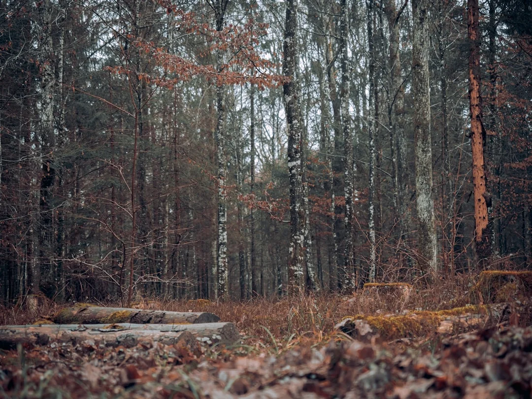 S.Korea's Park Chan-wook to head Cannes  - scenic view and landmarks