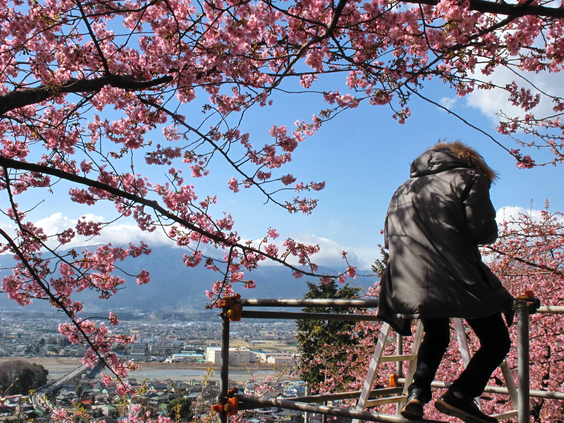 A man sitting under Sakura branch in full bloom